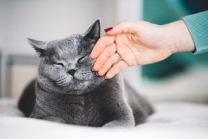 Cose da sapere sui gatti