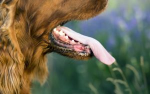 Come Capire il Linguaggio del Cane