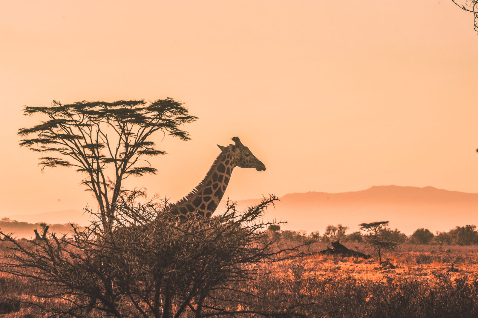 Come organizzare un safari in Kenya